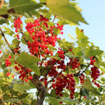 Currant Plant Live, Red Currant Bush Live Plant for Planting, 6 to 8 Inc Tall (Red)