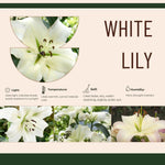 3 Large White Lily Bulbs, 4-6 Inch, White Lilies Bulbs, Flowering Bulb for Outdoor Garden Beds and Containers