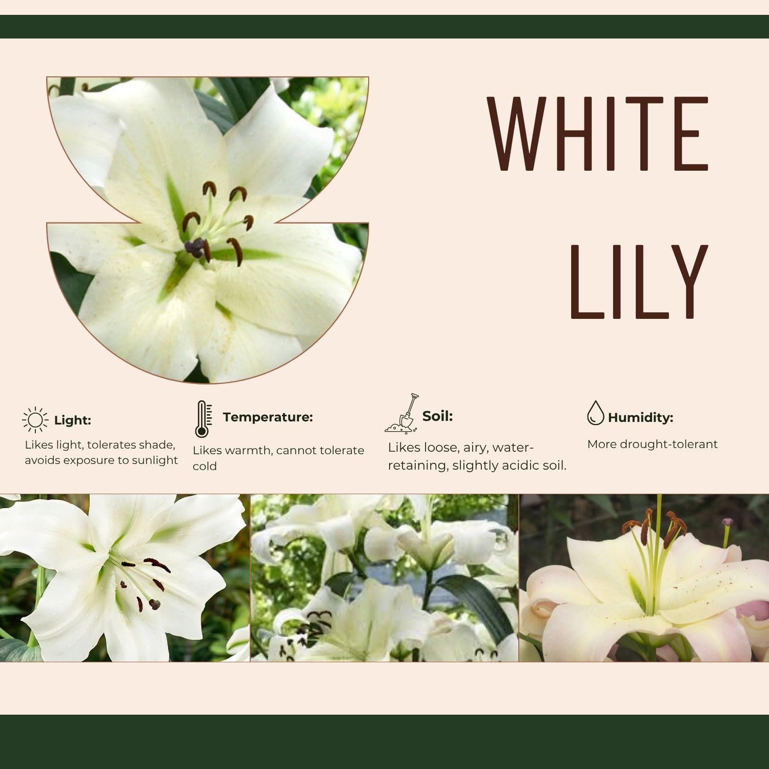 3 Large White Lily Bulbs, 4-6 Inch, White Lilies Bulbs, Flowering Bulb for Outdoor Garden Beds and Containers