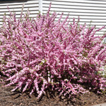 Pink Flowering Almond Trees Live Plants Shrubs Dormant in Pot, Spring Planting, 8 Months Old Flowering Plum Bushes, Ornamental and Fragrant Pink Blossoms
