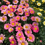 Chrysanthemum Flower Plant, Pink Mums Plant Live for Gardening, 5 to 7 Inc Long Well Rooted Mum Live Plant