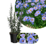 3 Asters Perennial Live Plants, Blue Aster Plants Live for Growing Outdoors, 4 to 6 Inc Tall Seedling, No Pot