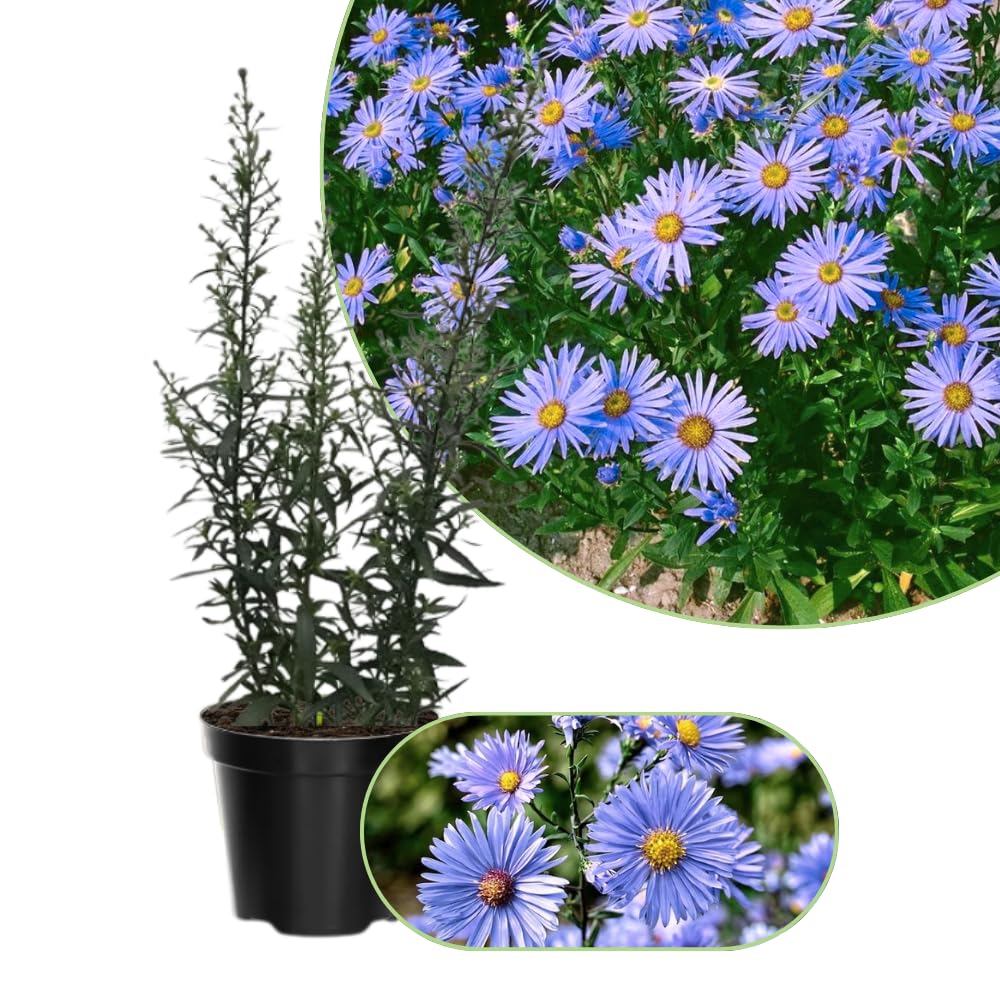 3 Asters Perennial Live Plants, Blue Aster Plants Live for Growing Outdoors, 4 to 6 Inc Tall Seedling, No Pot
