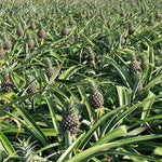 2 Pineapple Plants Live 4 to 7 Inch Tall, Sweet Pineapple Trees Live Plants, Cold Hardy Pineapple Fruit Trees (Sugarloaf Pineapple)