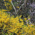 Forsythia Plant Live, Lynwood Gold Forsythia Bush Live Plant, Quart Pot