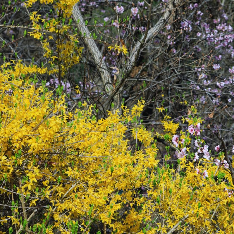 Forsythia Plant Live, Lynwood Gold Forsythia Bush Live Plant, Quart Pot