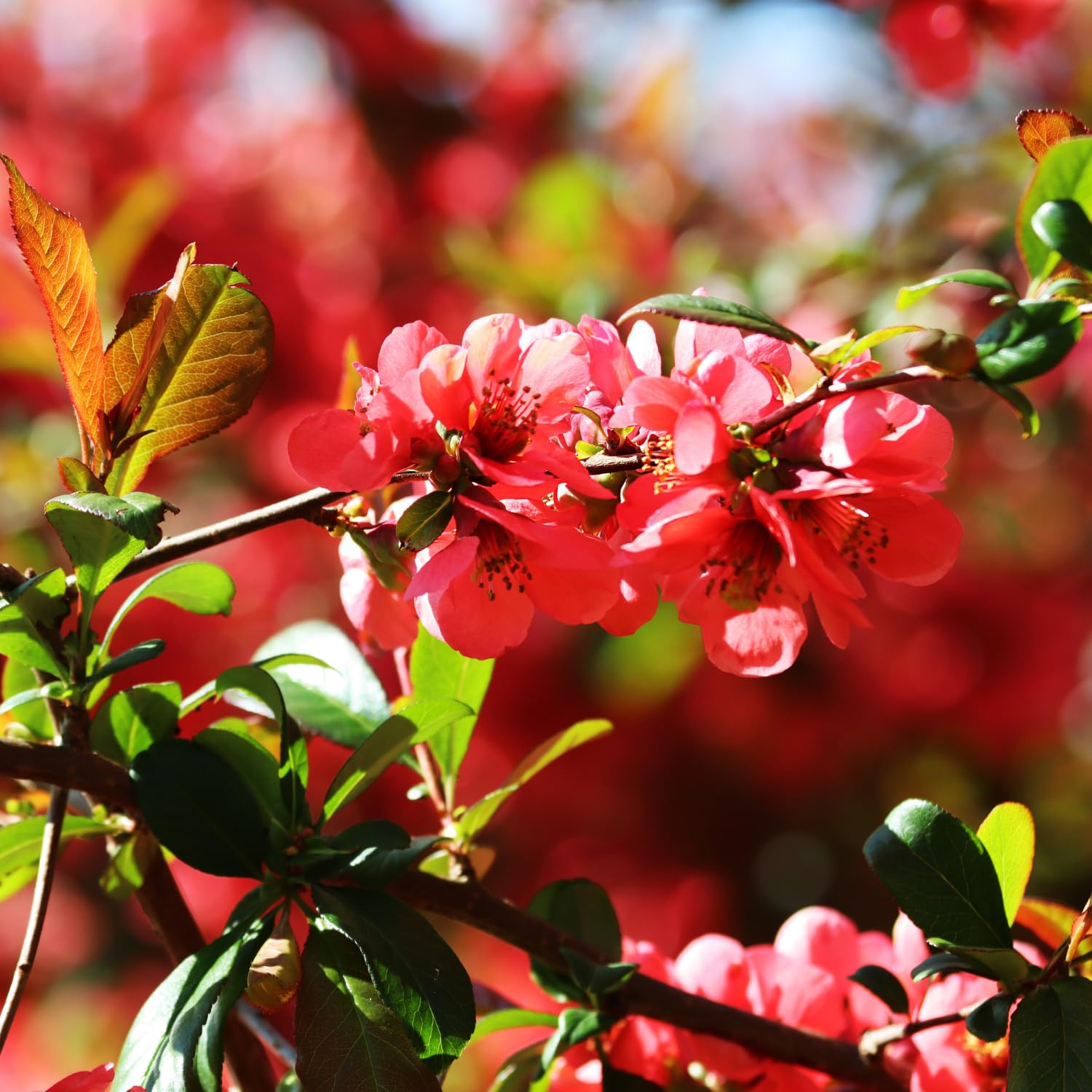 Flowering Quince Plant in 4'' Pot, 3–6 Inch Tall Chaenomeles Shrub, Spring Blooming Outdoor Plant, Easy Grow (Red Quince)