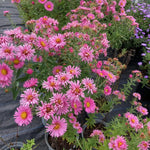 Set 2 Hardy Aster Plants Live, Perennial Aster Flowers for Planting Outdoor, Container, Garden 4-8 Inches - Pink Blooms