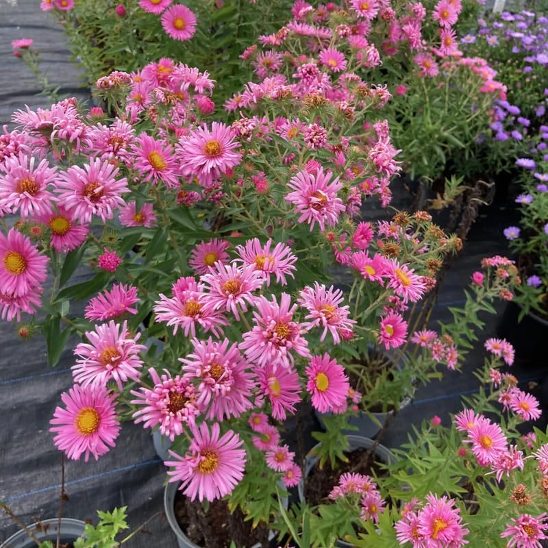 Set 2 Hardy Aster Plants Live, Perennial Aster Flowers for Planting Outdoor, Container, Garden 4-8 Inches - Pink Blooms