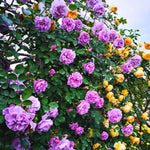 Rose Plant Live, Rose Bush Live Plant, Fragrant Flowers Ready to Plant, 5-9 Inch Height, Well-Rooted, No Pot (Purple Rose)