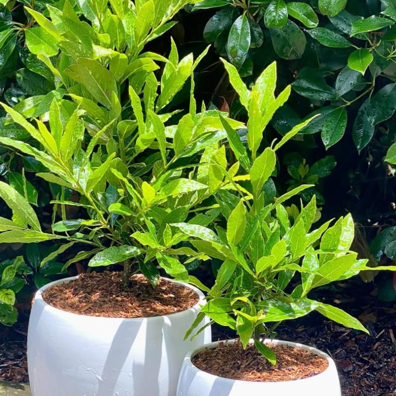 Laurus Nobilis Bay Leaf Tree Live Plant, 4-8 Inch Height, Sweet Bay Green Foliage for Outdoor Displays