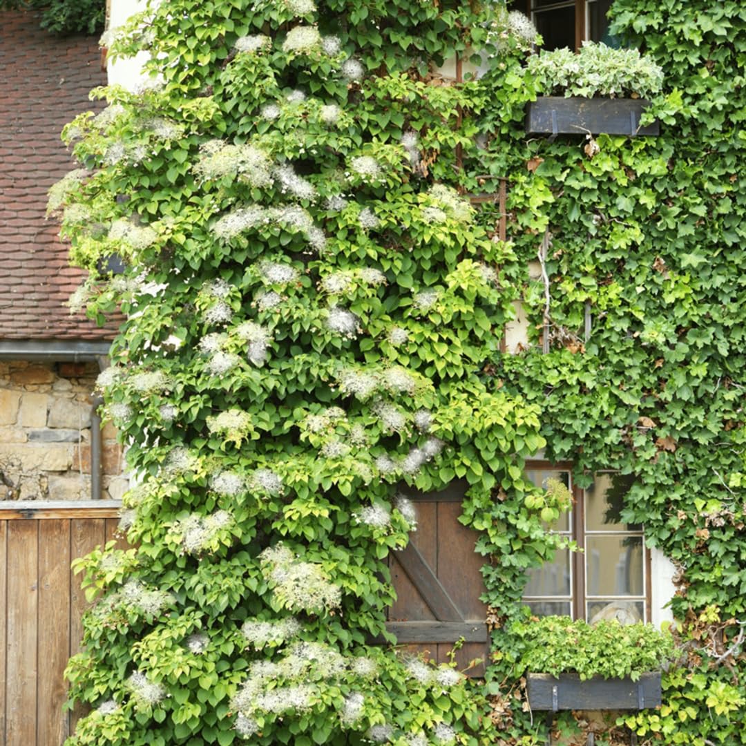 Hydrangea Plant Live Vine, Blooming Garden Bush Hardy Hydrangea Shrub, White Flowering Plant Indoor Outdoor Well-Rooted 5-9 Inc Tall, Stater Plant