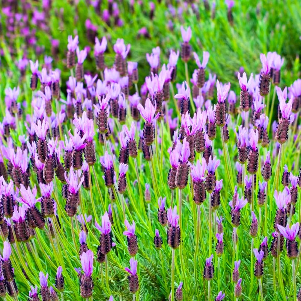 2 Lavender Plants Live Indoors, 4-8" Tall, Lavandula Perennial Flower Plants for Planting Outdoors Home Garden (Spanish Lavender)