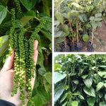02 Black Pepper Plants Live, 4 to 6 Inches Tall, Live Pepper Plant, Piper Nigrum Black Pepper Live Plant, Herb Plant for Garden, Pepper Starter Plant