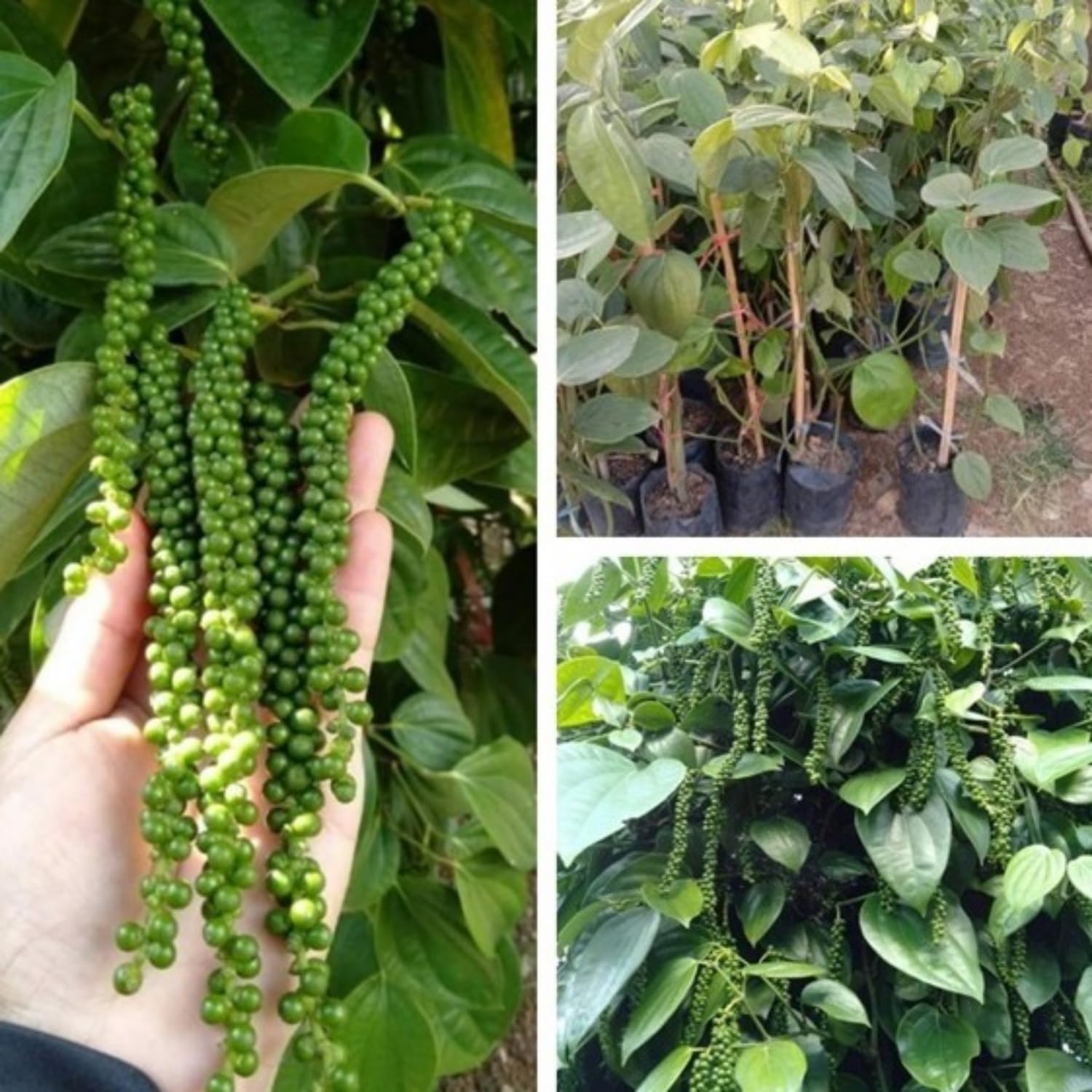 02 Black Pepper Plants Live, 4 to 6 Inches Tall, Live Pepper Plant, Piper Nigrum Black Pepper Live Plant, Herb Plant for Garden, Pepper Starter Plant