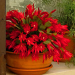 Easter Cactus Plants Live, Spring Bloom, Cold Hardy, 5-9" in Tall, No Pot, Starter Holiday Cactus Plant for Indoor Outdoor Houseplants (Red)
