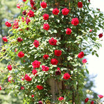 2 Red Rose Bushes Live Starter Plants, Fragrant Red Climbing Rose for Planting Outdoor, No Pot, 1 Year Old Rose Plant, Well-Rooted Rose Plants Live Ready to Plant