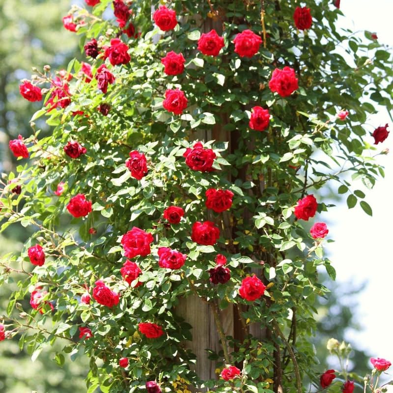 2 Red Rose Bushes Live Starter Plants, Fragrant Red Climbing Rose for Planting Outdoor, No Pot, 1 Year Old Rose Plant, Well-Rooted Rose Plants Live Ready to Plant