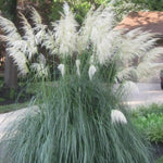 Set 2 Pampas Grass Plants Live Fully Rooted Pruned 5 to 9 Inches Tall, Ornamental Grasses Live Plants Perennial for Planting (Dwarf Blue)