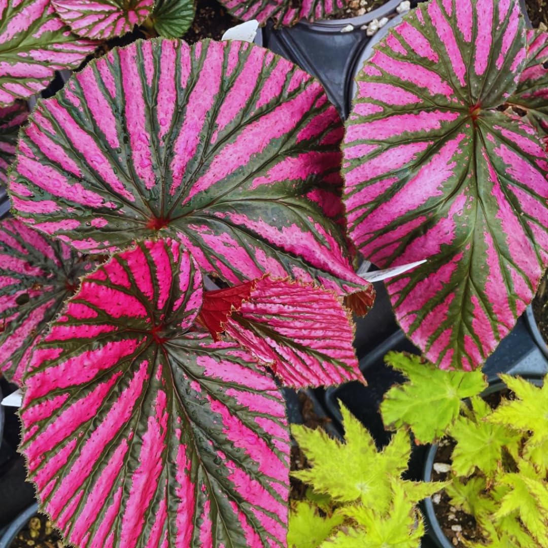 Rare Red Begonia Plants Live, Rare Begonias Indoor Growing, Hanging Basket, Starter 5 to 9 Inc Tall