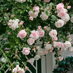 Pink New Dawn Climbing Rose Live Plant, 6 Months Old Starter, Fragrant Purple Climbing Roses for Planting Outdoor, No Pot