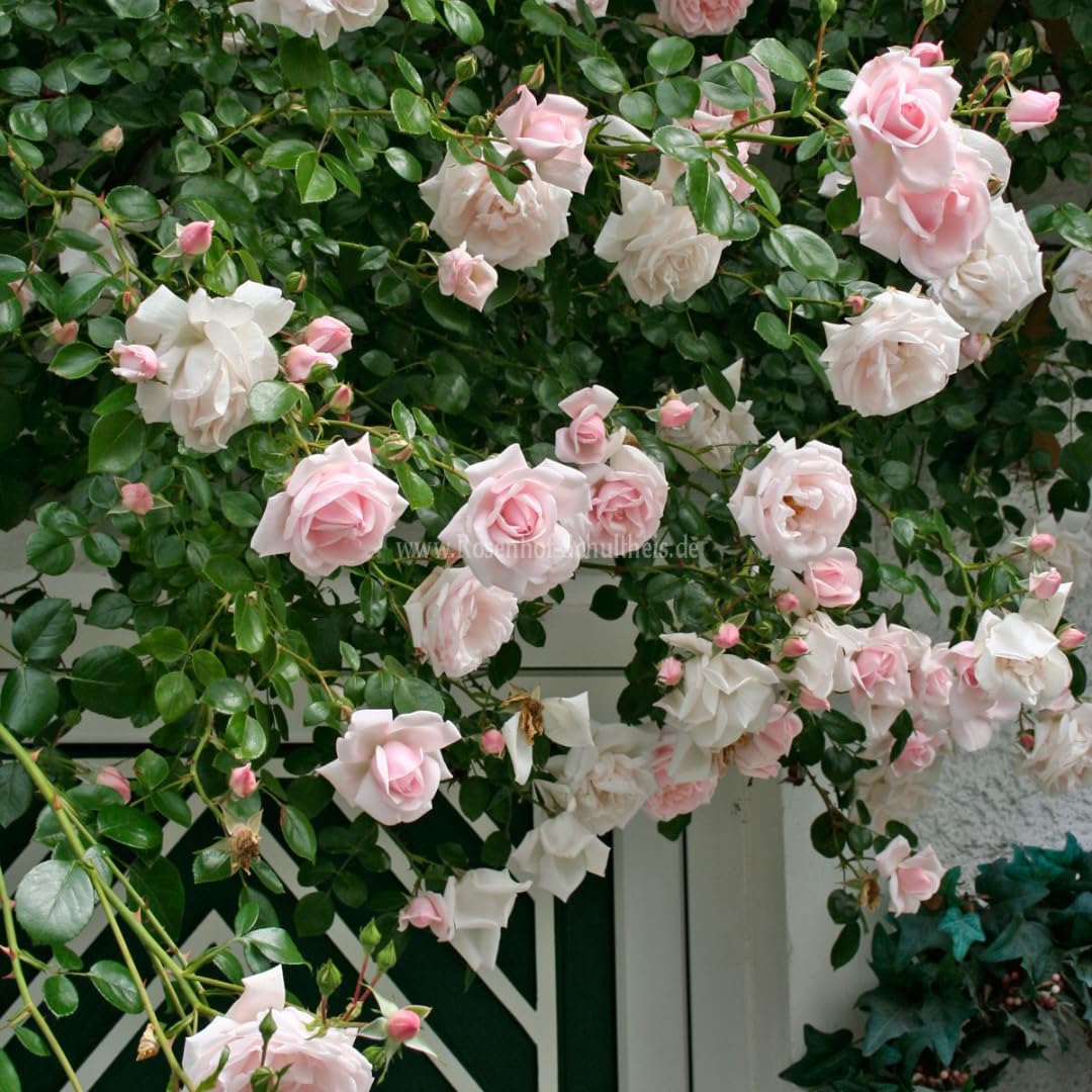 Pink New Dawn Climbing Rose Live Plant, 6 Months Old Starter, Fragrant Purple Climbing Roses for Planting Outdoor, No Pot