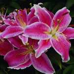 3 Pink Lily Bulbs for Planting, Lilies Flowers Bulbs for Gardening Indoors Outdoors, Large Bulb