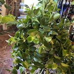 Set of 2 Red Lipstick Plants Live for Indoor Growing, Lipstick Plant 4–6 Inch Tall, Trailing Vine Houseplants, No Pot