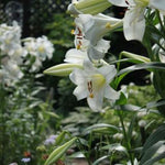 3 Large White Lily Bulbs, 4-6 Inch, White Lilies Bulbs, Flowering Bulb for Outdoor Garden Beds and Containers