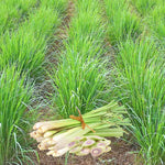 Set 6 Lemongrass Plants Live, Lemongrass Herbs Stalks, 4-8" Tall Well-Rooted for Culinary Gardens, Tropical Grass for Outdoor Landscapes