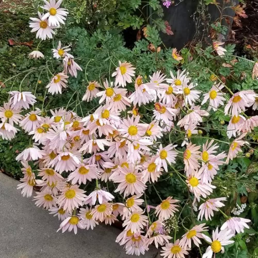 Chrysanthemum Flower Plant, Apricot Mums Plant Live for Gardening, 5 to 7 Inc Tall Well Rooted Mum Live Plant