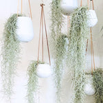 Air Plants Spanish Moss for Plants Indoor, Tillandsia Air Plant Live, Air Purifying Plant Indoor, Clump 10" Long for Home Garden Decoration, Hanging Houseplant