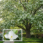 02 Sweetbay Magnolia Trees Live Plants 2.5" Pot, 1 Year Old Well-Rooted Tree, Cold Hardy, Magnolia Shrub for Spring Planting, Fast-Growing