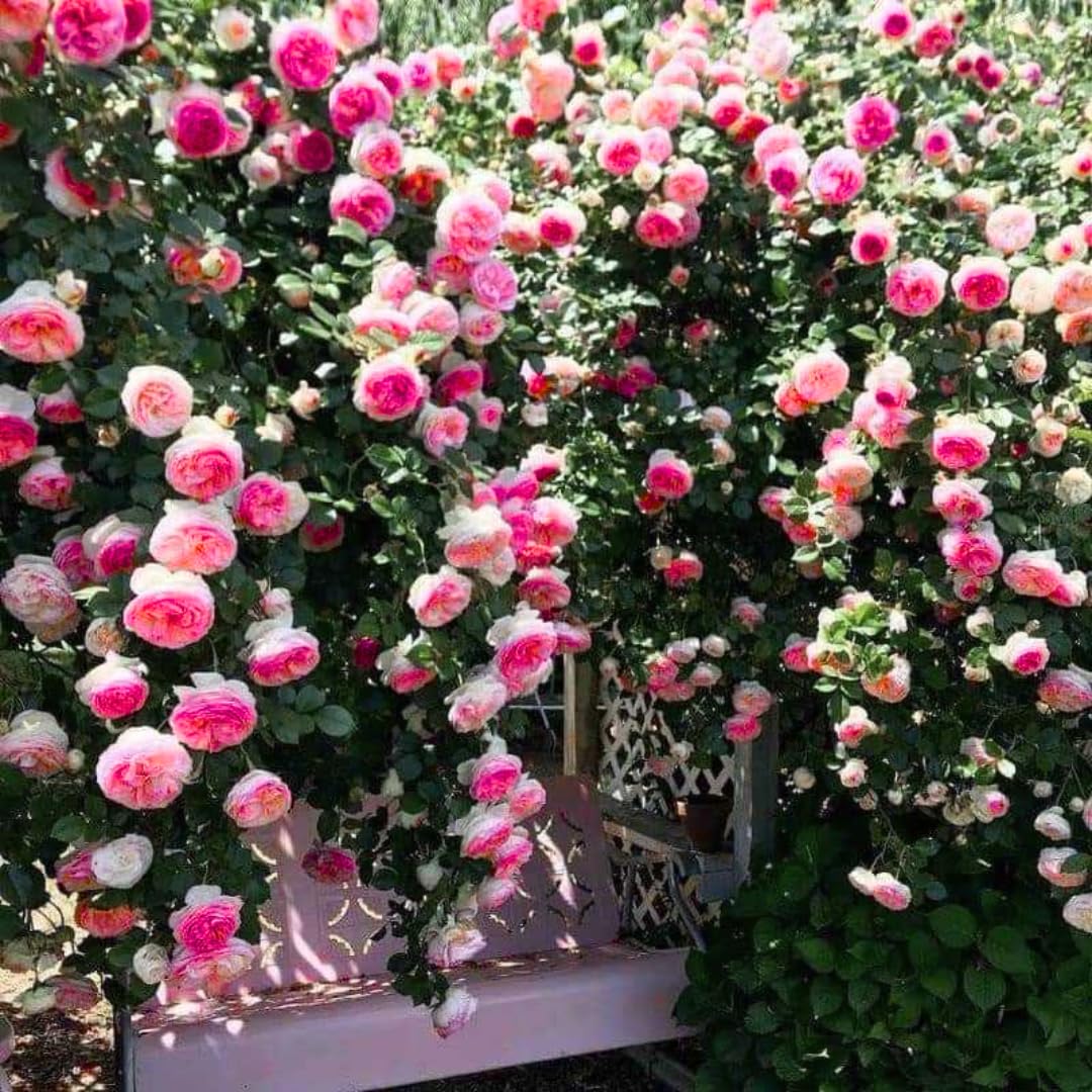Pearly Gates Peachy Climbing Rose Live Plant, 6 Months Old Starter, Fragrant Purple Climbing Roses for Planting Outdoor, No Pot