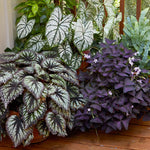 Begonia Plants Live, Rare Begonias Indoor Growing, Hanging Basket, Starter 5 to 9 Inc Tall (Bronze Leaf Rose)
