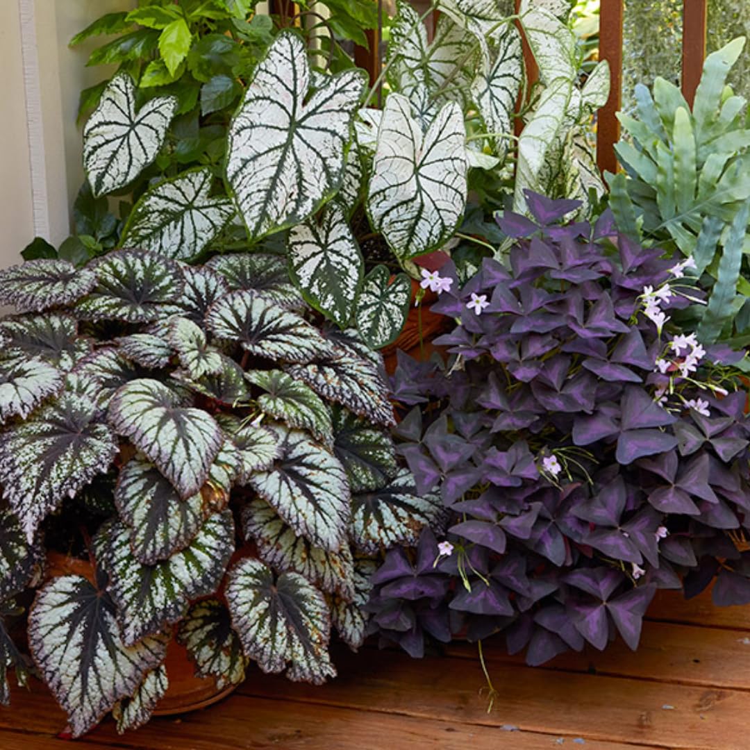 Begonia Plants Live, Rare Begonias Indoor Growing, Hanging Basket, Starter 5 to 9 Inc Tall (Bronze Leaf Rose)