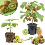 Kiwi Vine Live Plant, Hardy Kiwi Live Plants, 6-8 Inches Tall, Fruit Vine Starters for Easy Garden Growing