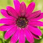 4 Osteospermum Plants, African Daisy Live Plants, 3-5 Inches, Perennial Mix Blooms, Spring to Summer Flowers (Purple)