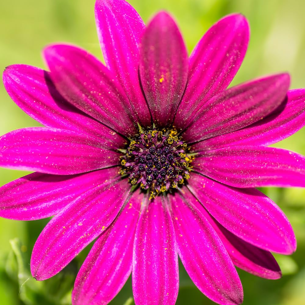 4 Osteospermum Plants, African Daisy Live Plants, 3-5 Inches, Perennial Mix Blooms, Spring to Summer Flowers (Purple)