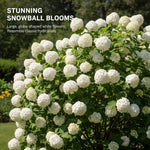Snowball Plant Live 7-12 Inch Tall, Snowball Bush Live Shrub 4 Inch Pot, Viburnum Flowering Plant for Outdoor Garden, No Pot