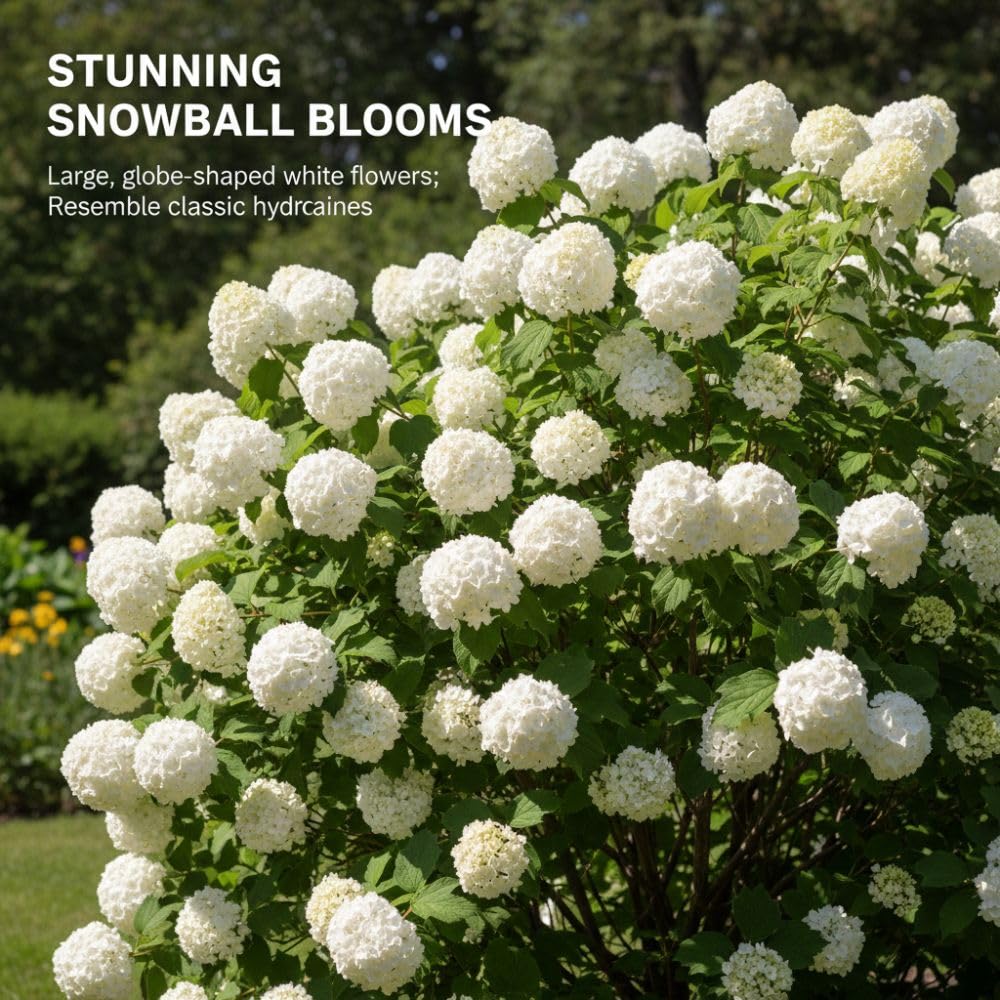 Snowball Plant Live 7-12 Inch Tall, Snowball Bush Live Shrub 4 Inch Pot, Viburnum Flowering Plant for Outdoor Garden, No Pot