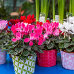 Pink Cyclamen Plant Live, Flowering Houseplant, 4" Pot