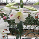 3 Large White Lily Bulbs, 4-6 Inch, White Lilies Bulbs, Flowering Bulb for Outdoor Garden Beds and Containers