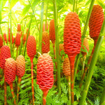 4 Awapuhi Shampoo Ginger Roots for Planting, Zingiber Zerumbet Fresh Ginger Rhizomes, Live Ginger Lily Perennial Garden Simple to Grow