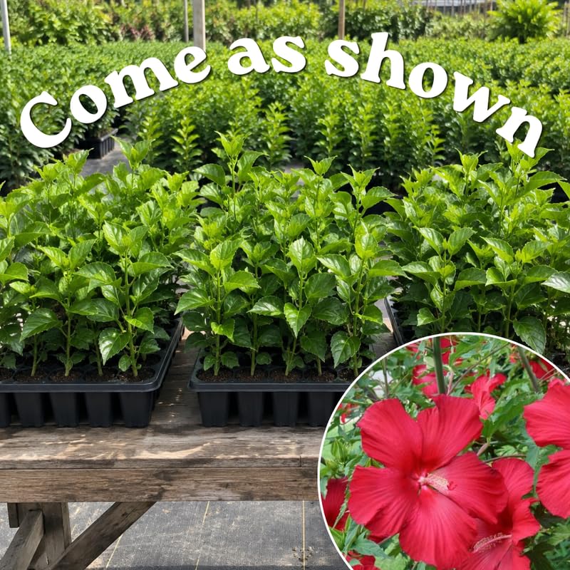 3 Hardy Hibiscus Live Plants, Flowering Shrub, Deep Red Blooms, 4-7"