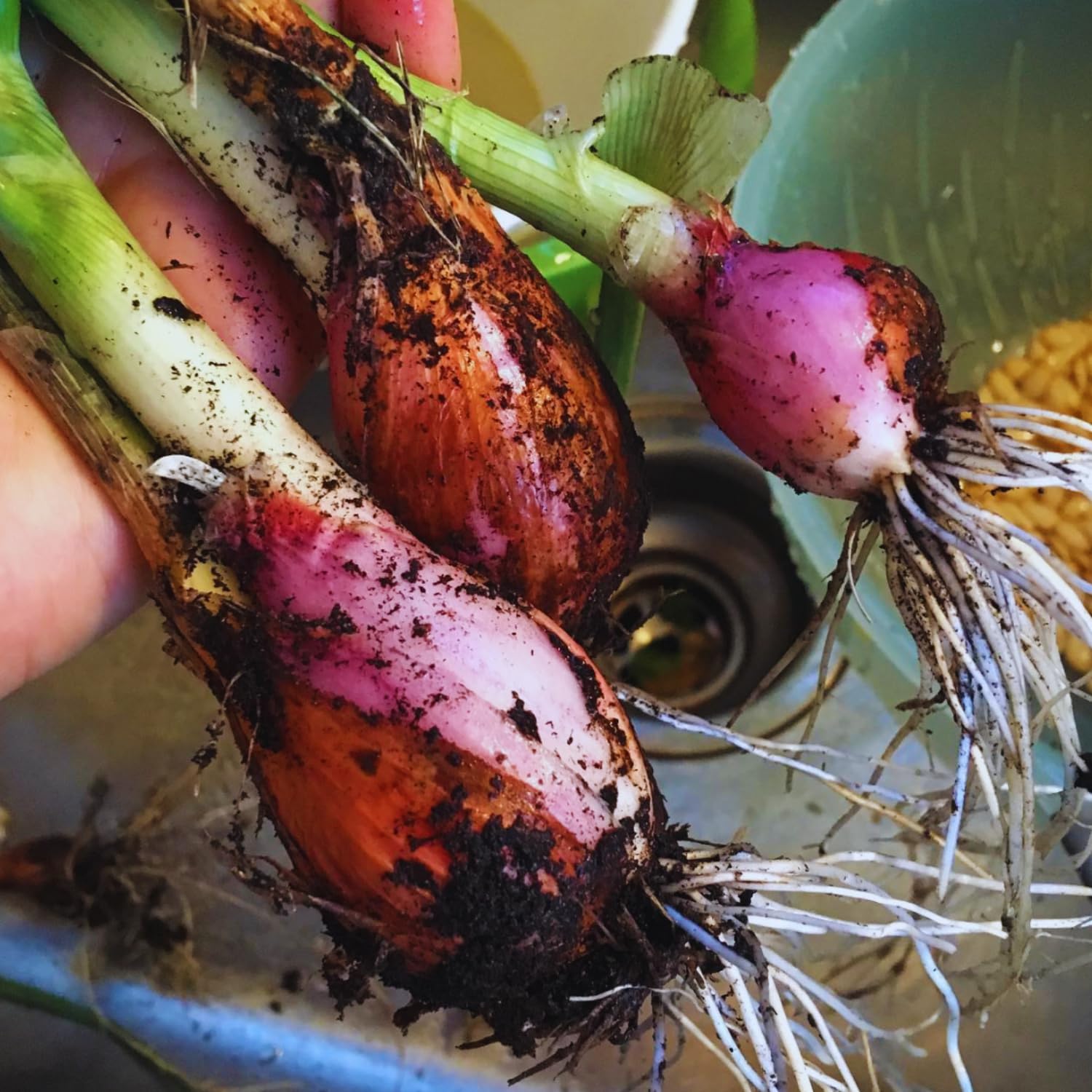 5 Egyptian Walking Onions Plants Live, Egyptian Walking Onions Plant for Planting Outdoors Indoors, 3 to 5 Inc Tall