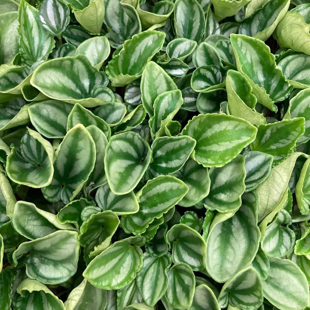 Watermelon Peperomia Plant Live, Rare Peperomia Houseplant Live, Ripple Foliage, 3 to 5 Inches Tall, Ideal for Home and Office Decoration
