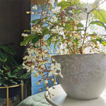 Clerodendrum Plants Live Well-Rooted for Outdoor Planting, White Clerodendrum Wallichii Schmidtii Smithianum Light Bulbs Tropical Live Plant, Chains of Glory Tree, 5"-9" in Tall