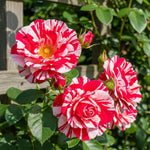 Fourth of July Climbing Rose Live Plant, 6 Months Old Starter, Fragrant Purple Climbing Roses for Planting Outdoor, No Pot