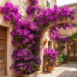 Set 2 Bright Purple Bougainvillea Live Plants 4-7 Inches Tall, Vibrant Bumgainvillea Flowering Vines for Garden, Patio Containers and Indoor Growing